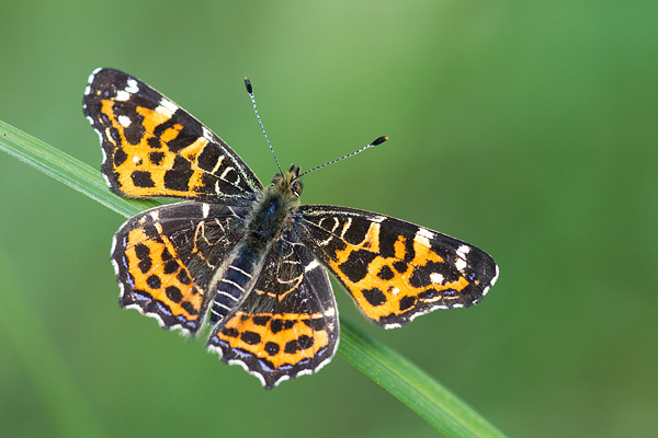 Landkaartje (Araschnia levana) voorjaarsvorm