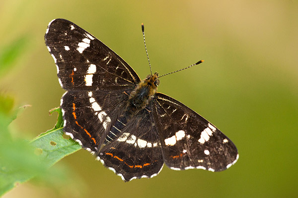 Landkaartje (Araschnia levana) zomervorm