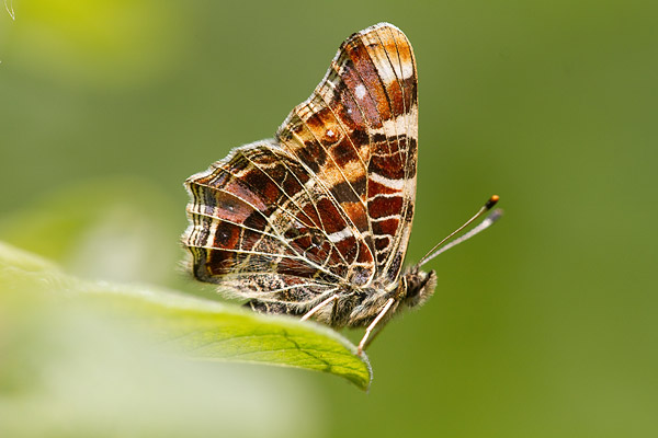 Landkaartje (Araschnia levana) voorjaarsvorm