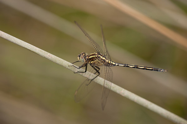 Vrouwtje lange overlibel (Orthetrum trinacria)