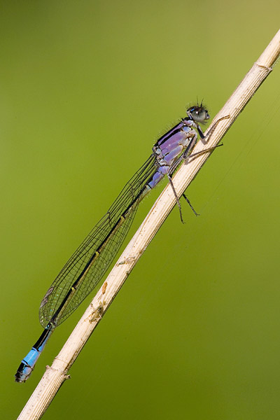 Lantaarntje (Ischnura elegans) 