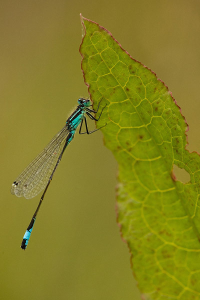 Lantaarntje (Ischnura elegans) onder de dauw