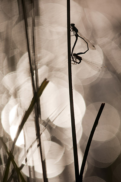 Copula lantaarntjes in tegenlicht