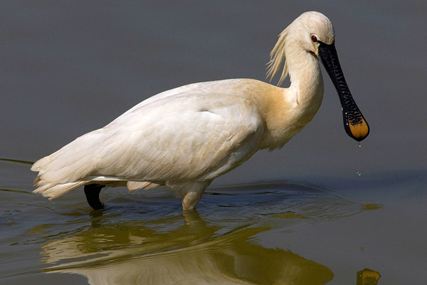 Lepelaar (Platalea leucorodia) 