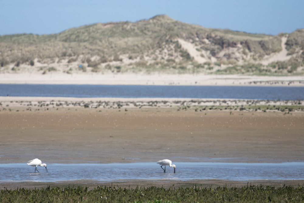 Foeragerende lepelaars (Platalea leucorodia) in de slufter