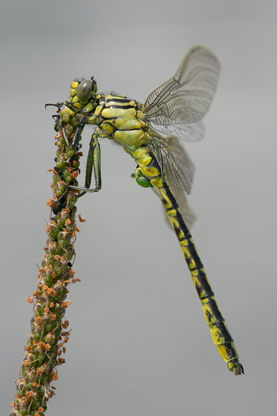 Levantrombout (Gomphus davidi)