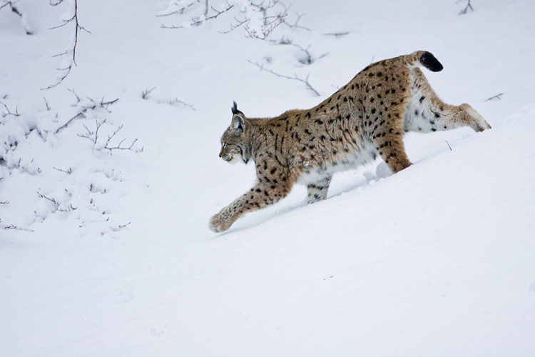 Lynx in de sneeuw