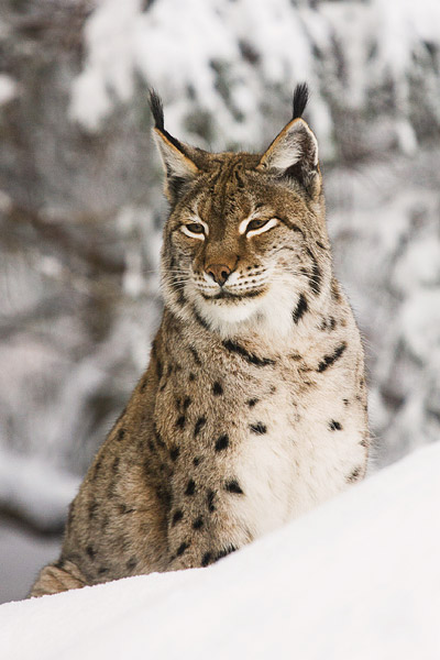 Lynx in de sneeuw