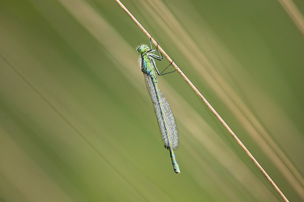 Maanwaterjuffer (Coenagrion lunulatum) 