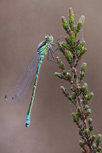 Maanwaterjuffer (Coenagrion lunulatum) 