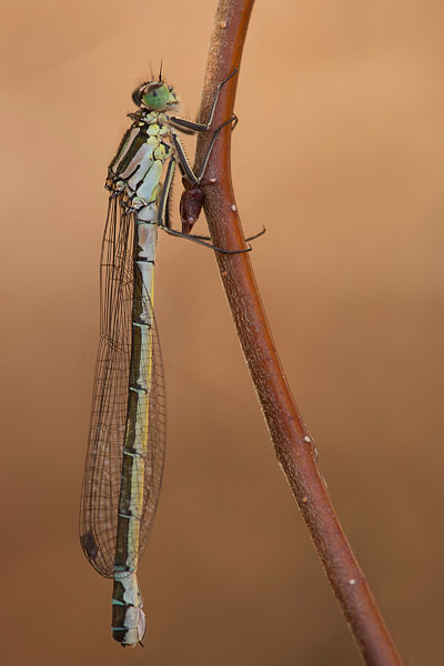 Maanwaterjuffer (Coenagrion lunulatum) vrouwtje