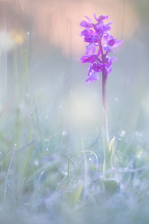 Mannetjesorchis (Orchis mascula) in het vroege licht.