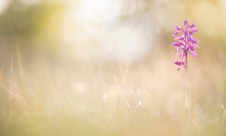 Mannetjesorchis (Orchis mascula) in het laatste licht.