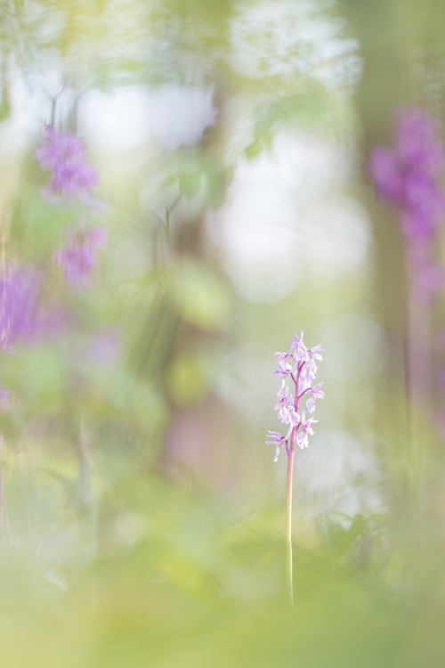 Mannetjesorchis (Orchis mascula)