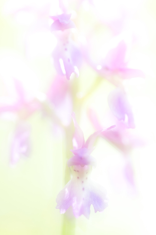 Mannetjesorchis (Orchis mascula)