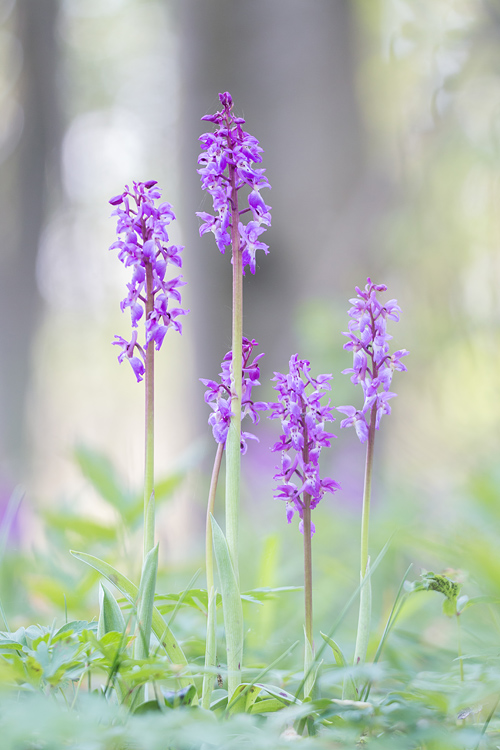 Mannetjesorchis (Orchis mascula)