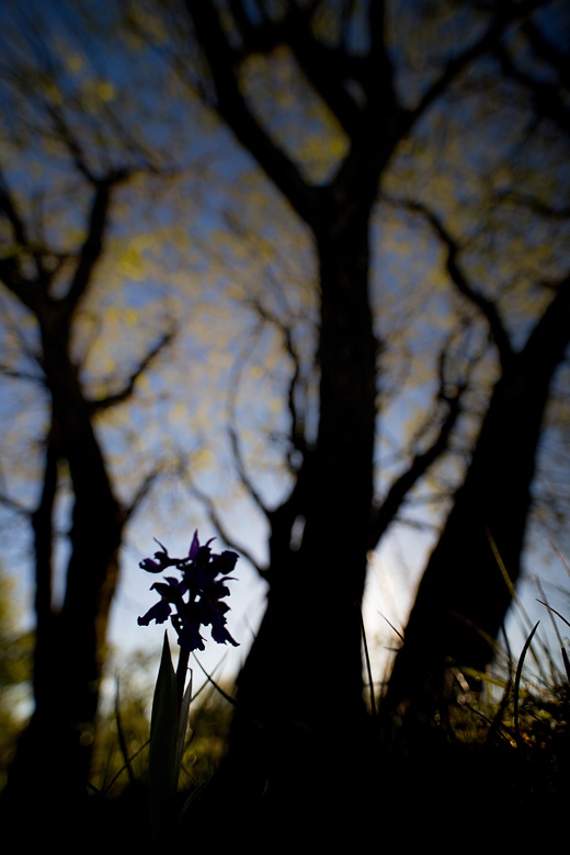 Mannetjesorchis (Orchis mascula) in groothoek.