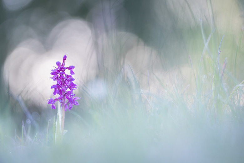 Mannetjesorchis (Orchis mascula) onder de dauw.