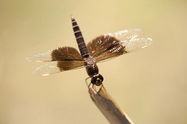 Mantelgrondlibel (Brachythemis fuscopalliata) mannetje