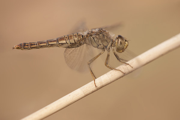 Mantelgrondlibel (Brachythemis fuscopalliata) vrouw