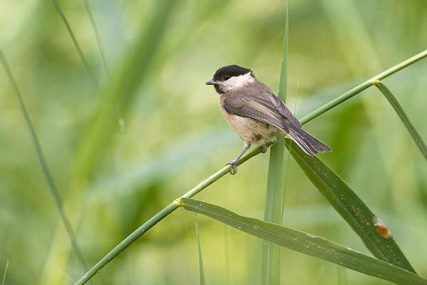 Matkop (Poecile montanus) in het riet