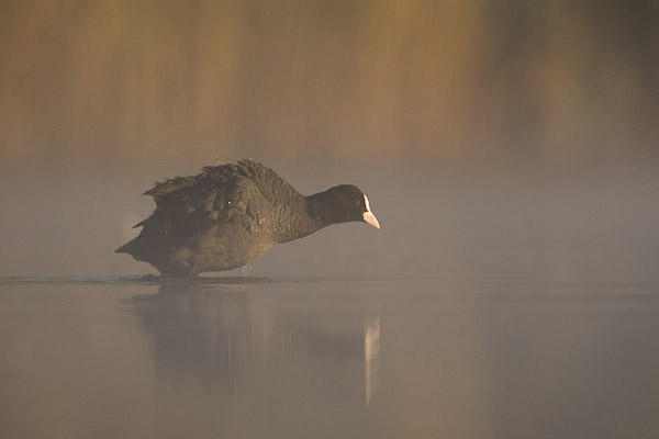 Meerkoet (Fulica atra) 