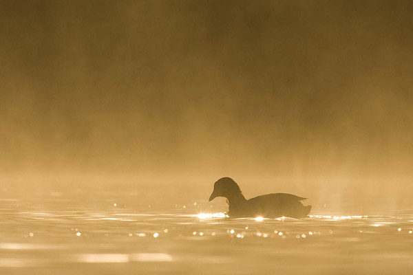 Meerkoet gefotografeerd vanuit de drijvende schuilhut