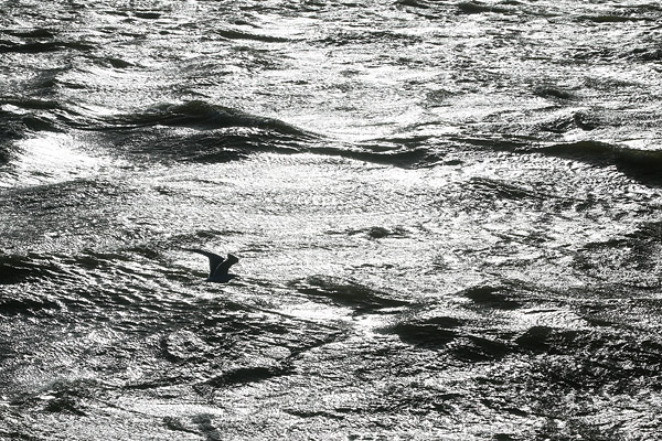 Een groepje zaagbekken vliegt voor de zonnestralen over het IJsselmeer