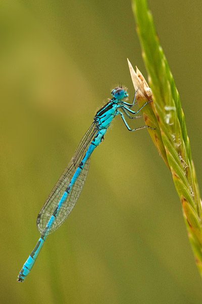 Mercuurwaterjuffer (Coenagrion mercuriale) 