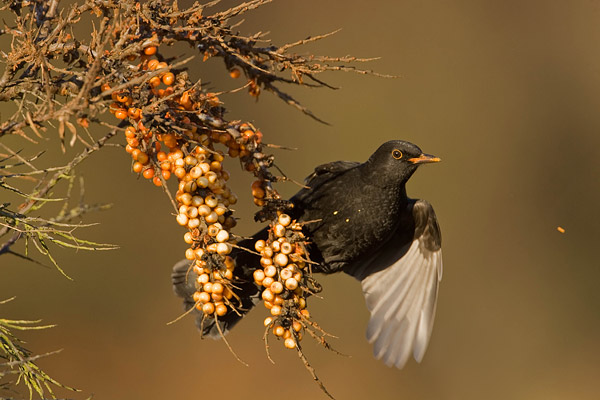 Merel (Turdus merula) man in duindoorn