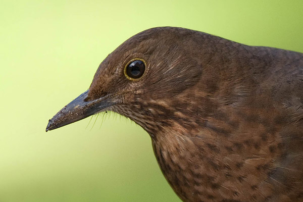 Portret van een vrouwtjesMerel (Turdus merula) 