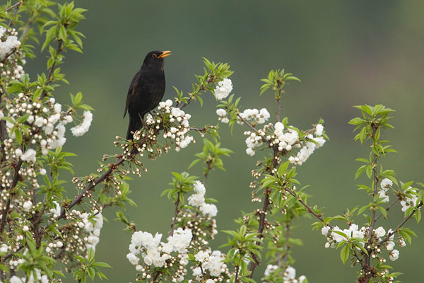 Merel (Turdus merula) man zingend tussen de bloesem