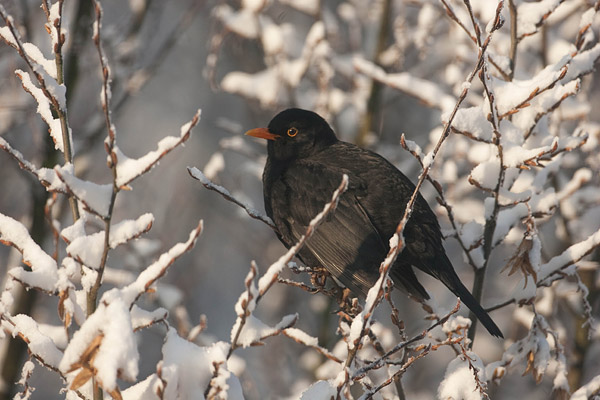 Merel (Turdus merula) man in de sneeuw