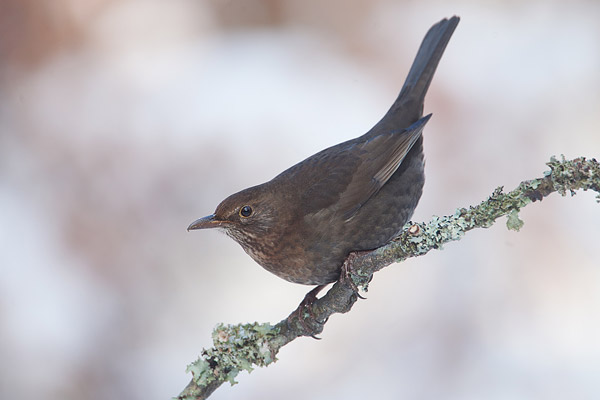 Merelvrouwtje (Turdus merula)