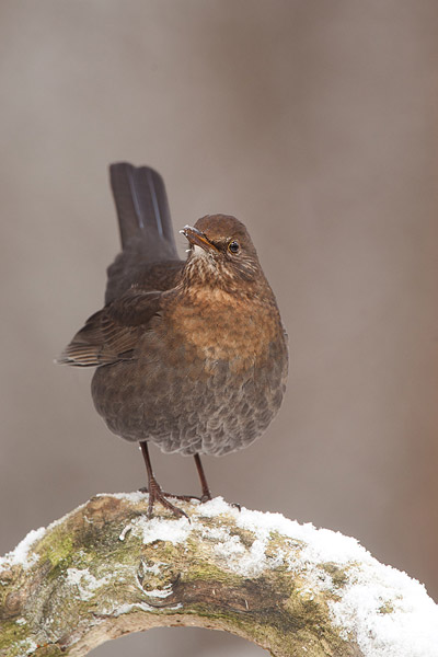 Parmantig Merel (Turdus merula) vrouwtje