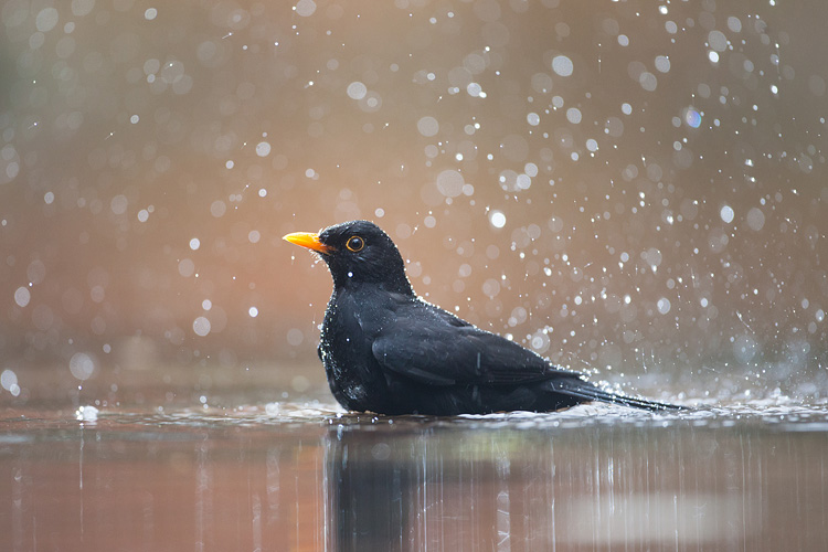 Wassende merel (Turdus merula) man in in frisse kleuren.