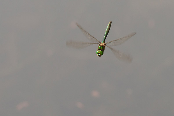 Metaalglanslibel (Somatochlora metallica) mannetje in vlucht