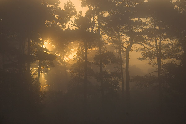 De zon door de bomen op een mistige ochtend