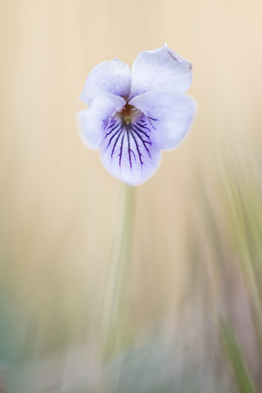 Moerasviooltje (Viola palustris) 