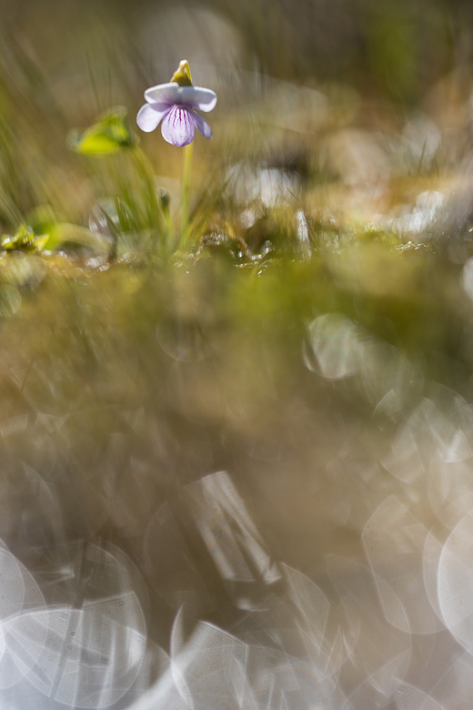 Moerasviooltje (Viola palustris) in tegenlicht.