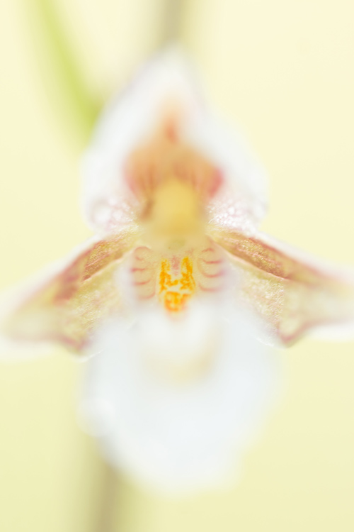 Moeraswespenorchis (Epipactis palustris) close-up