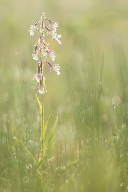 Moeraswespenorchis (Epipactis palustris) 