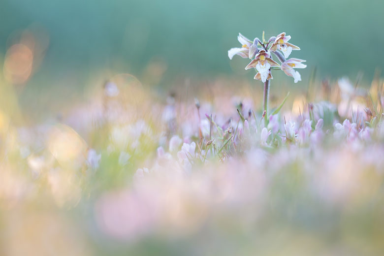 Moeraswespenorchis (Epipactis palustris) in het allerlaatste licht.