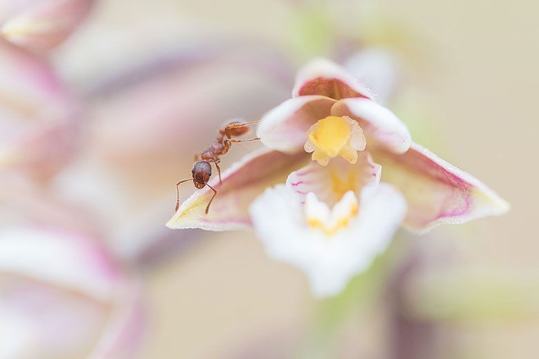 Moeraswespenorchis (Epipactis palustris) word bezocht door een mier.