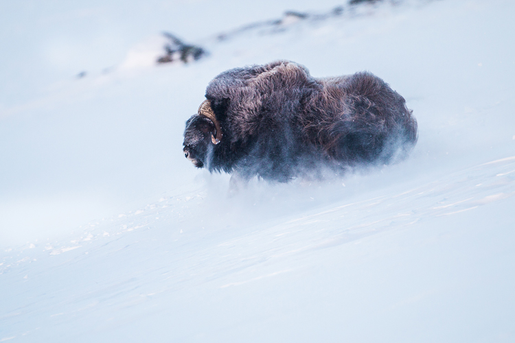 Muskusos stier sprint over de sneeuw