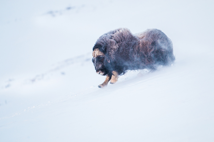 Muskusos stier sprint over de sneeuw