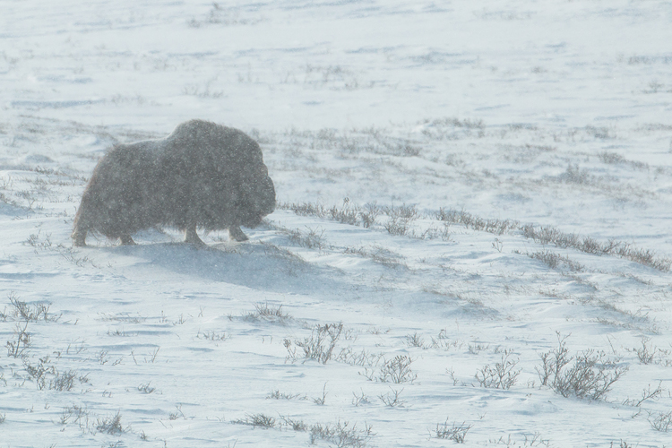 Muskusossen in een sneeuwstorm