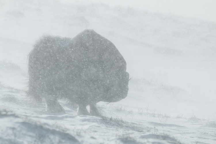 Muskusossen in een sneeuwstorm