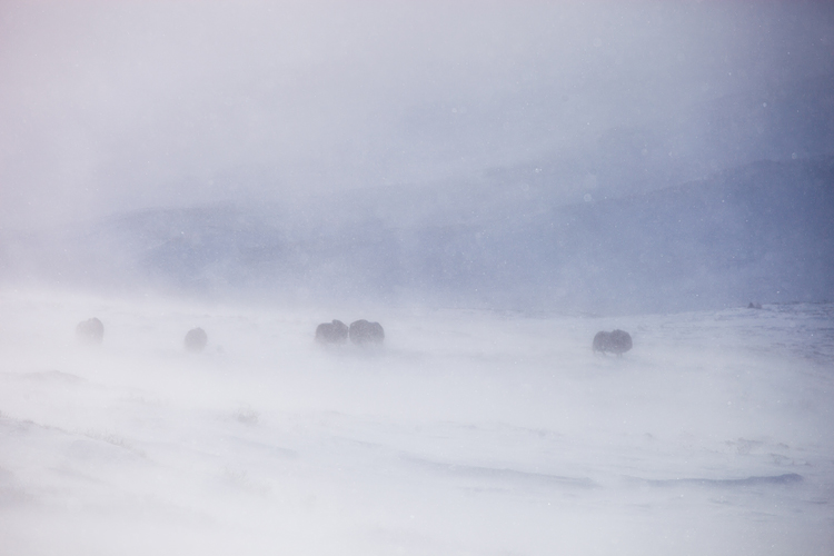 Muskusossen in een sneeuwstorm