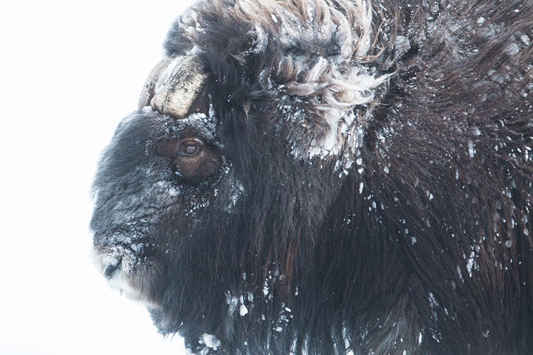 Oude muskusos stier in winters Dovrefjell